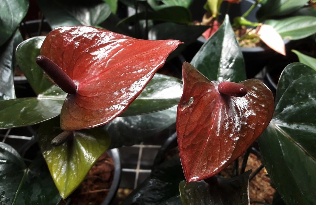 Brown Anthurium Flower Seeds for Planting 100 pcs – Heirloom Non-GMO High Germination Organic Garden Seeds