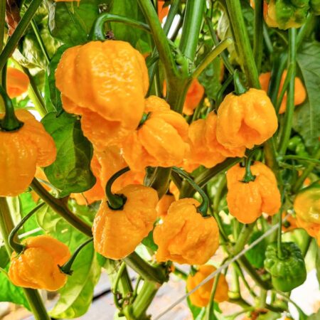 Trinidad Yellow Pepper Seeds – Heirloom Non-GMO Hot Caribbean Chili Pepper Seeds for Planting, Organic Garden Seeds