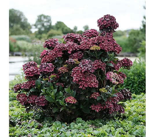 Hydrangea Flower Seeds for Planting | Heirloom Non-GMO Organic Garden Seeds, Garden Favorite, High Germination