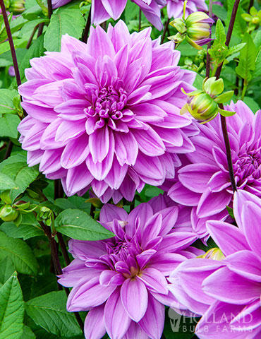 Flower Seeds, Seeds,Seeds For Planting,Plant Seeds