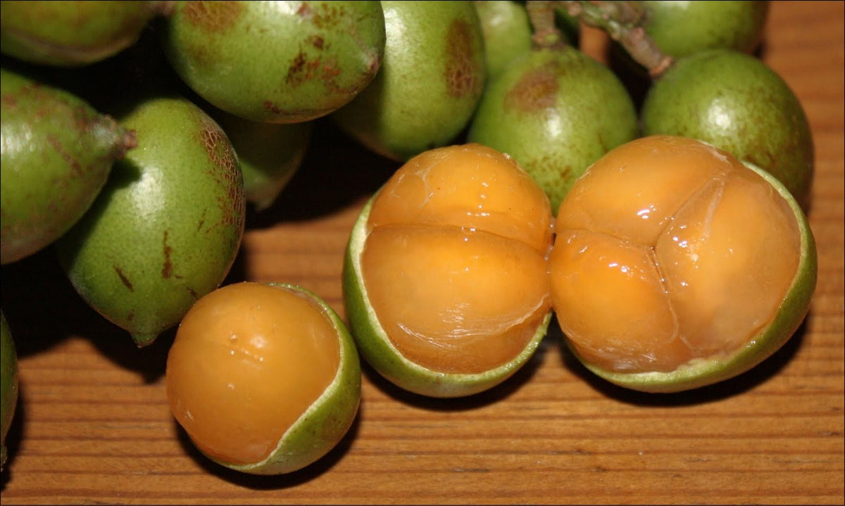Mamoncillo Fruit Seeds for Planting – Heirloom, Non-GMO Sweet Tropical Garden Fruit Seeds