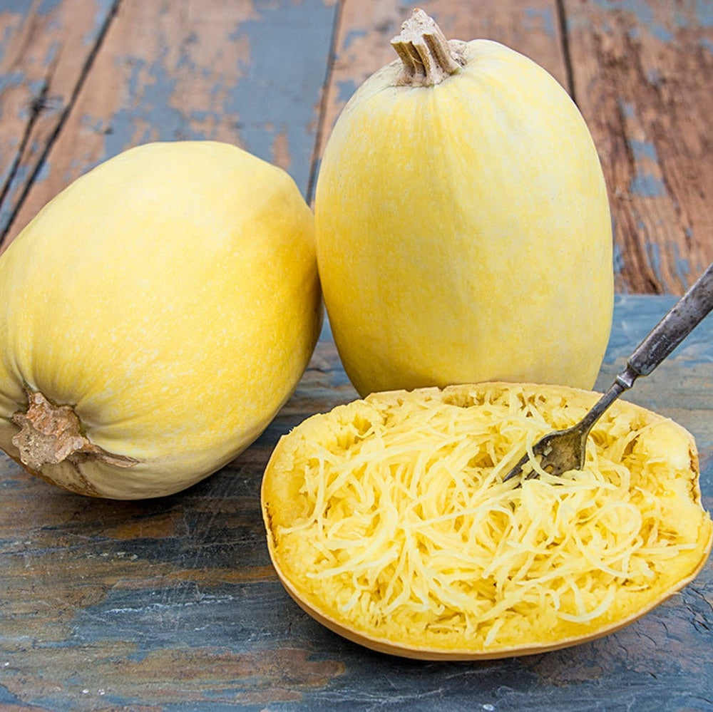 Spaghetti Squash Seeds – Heirloom Non-GMO Stringy Flesh Winter Vegetable Seeds for Planting