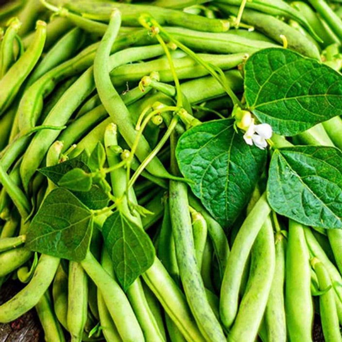 Green Appaloosa Bean Seeds for Planting – Heirloom Non-GMO Unique Patterned Vegetable Seeds with High Germination