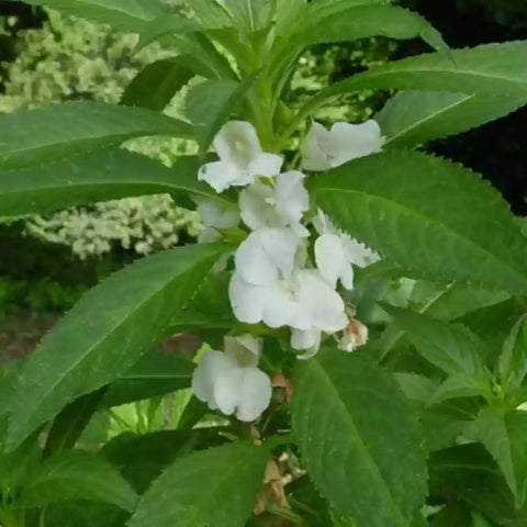 Flower Seeds, Seeds,Seeds For Planting,Plant Seeds