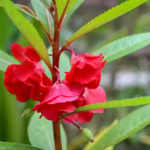 Flower Seeds, Seeds,Seeds For Planting,Plant Seeds
