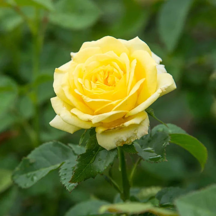 Pale Yellow Unique Rose Flower Seeds for Planting – Heirloom, Non-GMO, High Germination Organic Garden Seeds