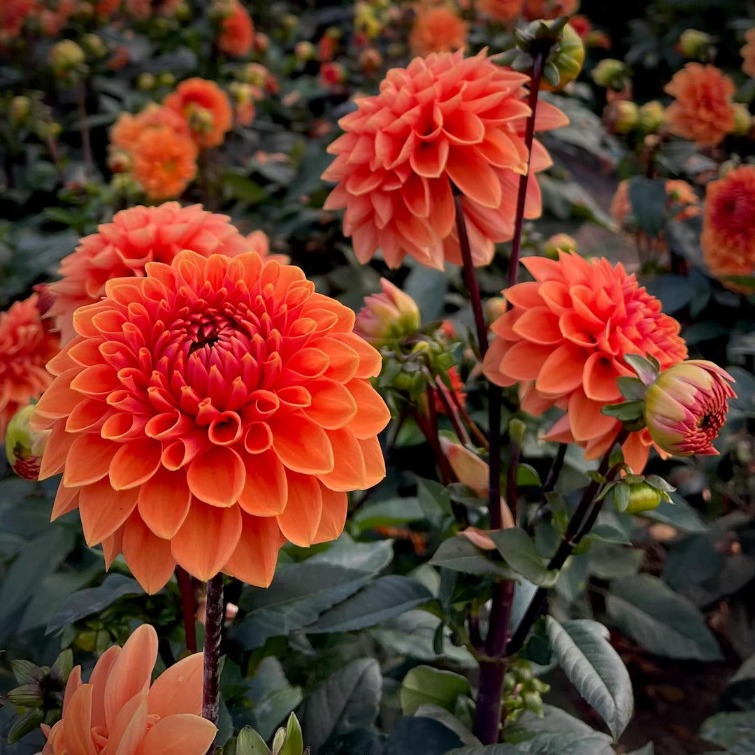 Dark Orange Dahlia Flower Seeds for Planting – Heirloom, Non-GMO, High Germination Organic Garden Seeds
