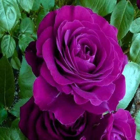 Flower Seeds, Seeds,Seeds For Planting,Plant Seeds