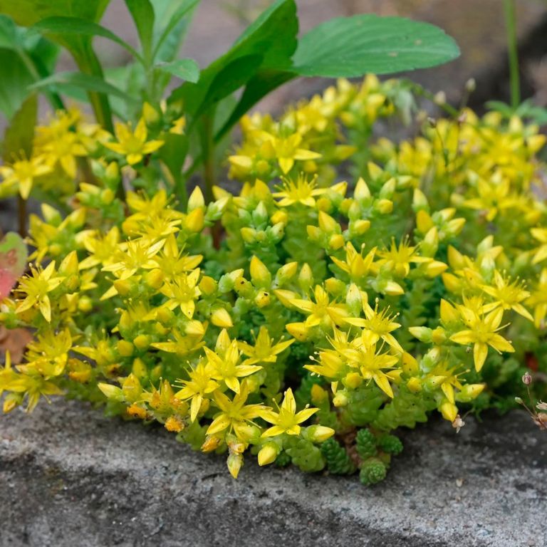 Sedum Golden Carpet Succulent Flower Seeds for Planting – Wildflower Mix, Heirloom & Non-GMO Seeds