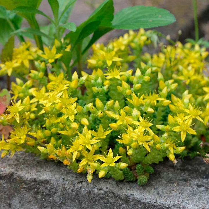 Sedum Golden Carpet Succulent Flower Seeds for Planting – Wildflower Mix, Heirloom & Non-GMO Seeds