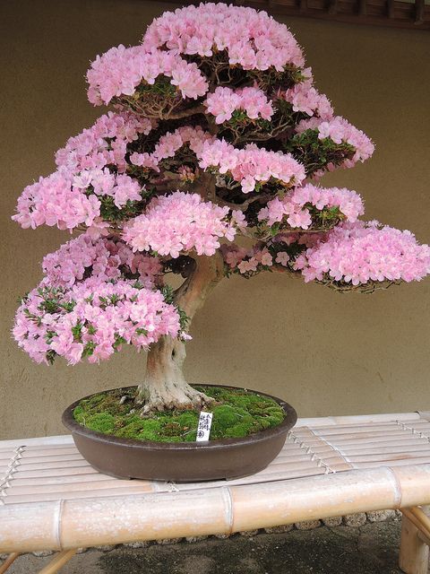 Baby Pink Simsii Bonsai Seeds for Planting – Heirloom, Non-GMO, Long Bloom Season, High Germination