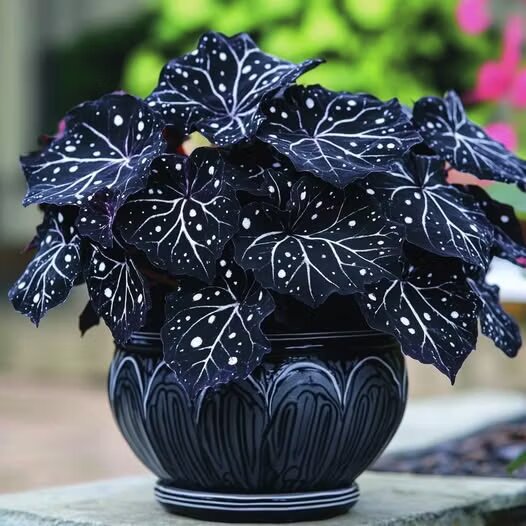 Black Moonlight Butterfly Begonia Flower Seeds – Heirloom Non-GMO Seeds for Planting