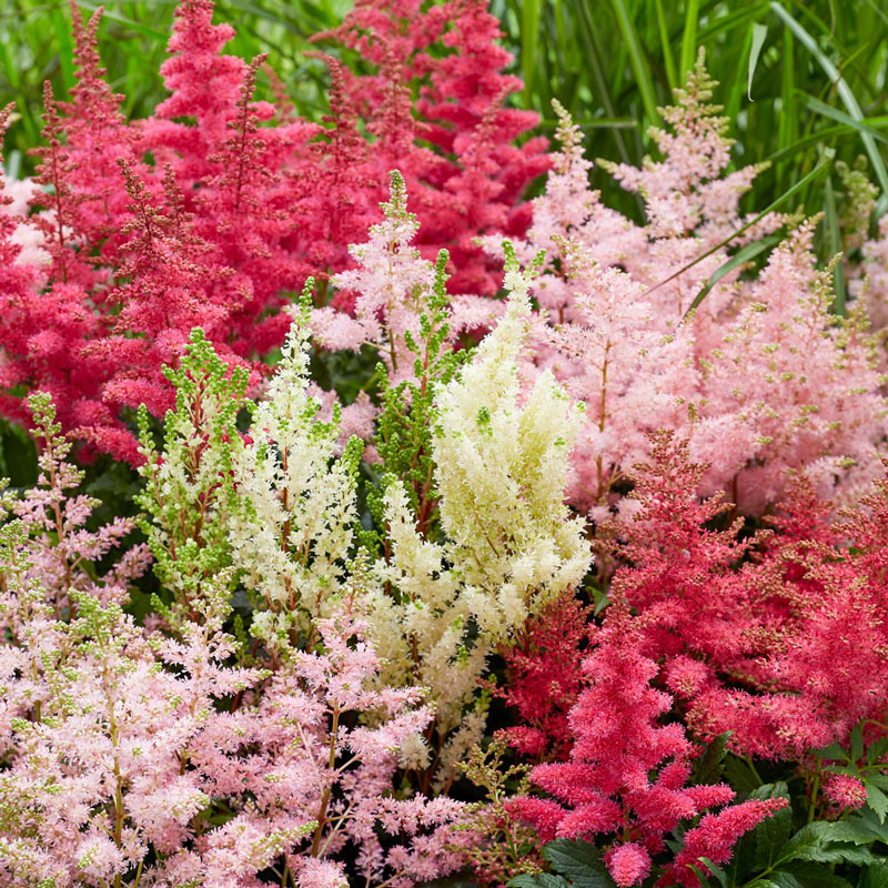 Mixed Astilbe Flower Seeds for Planting - Shade Tolerant, Heirloom & Non-GMO Organic Garden Seeds