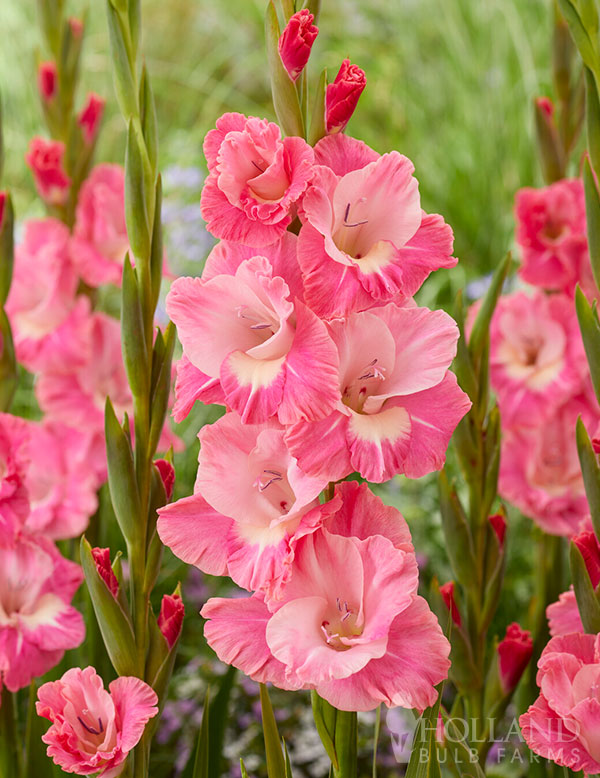 Baby Pink Red Gladiolus Flower Seeds for Planting – Heirloom, Non-GMO, High Germination Garden Seeds