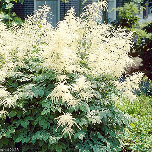 White Aethusifolius Dioicus Herb Seeds – Heirloom, Non-GMO Seeds for Year-Round Garden Growth