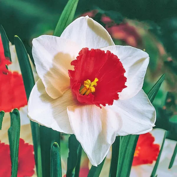 Red White Double Daffodil Flower Seeds for Planting – Heirloom, Non-GMO, High Germination