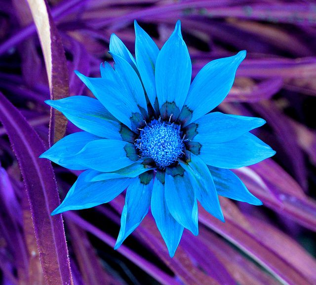 Blue Gazania Flower Seeds for Planting – Heirloom, Non-GMO, High Germination Organic Garden Seeds