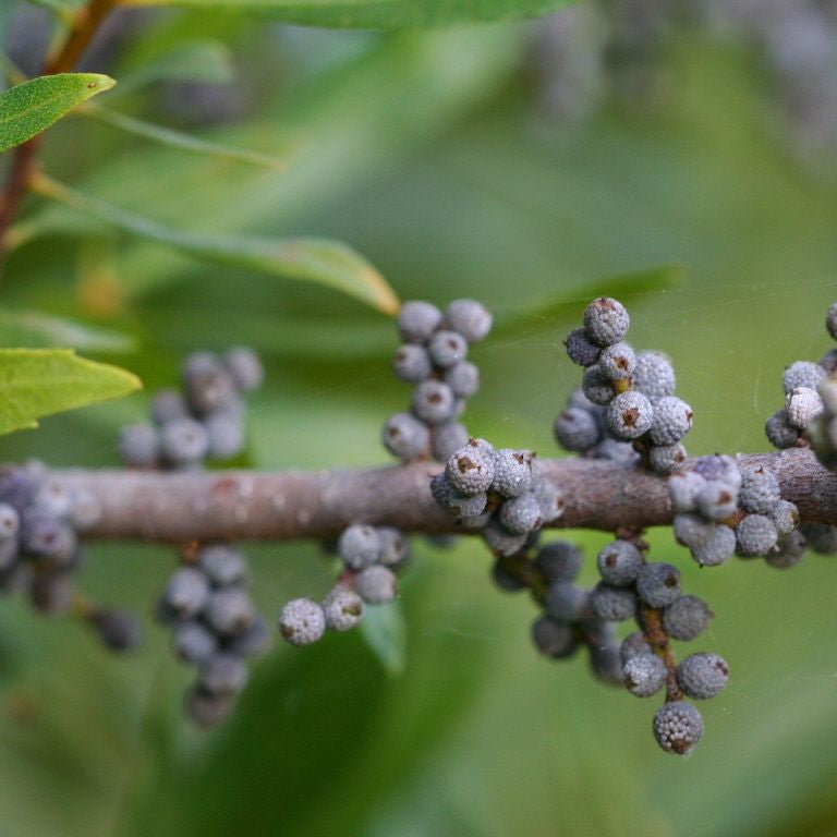 Wax Myrtle Southern fruit seeds for planting – Heirloom & Non-GMO garden seeds, aromatic berry shrub variety