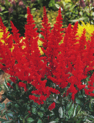 Red Astilbe Flower Seeds for Planting – Heirloom, Non-GMO, High Germination Organic Garden Seeds