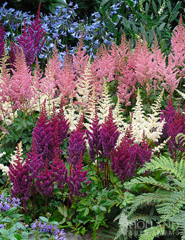 Mixed Astilbe Flower Seeds for Planting - Shade Tolerant, Heirloom & Non-GMO Organic Garden Seeds