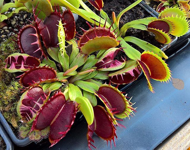 Mixed Venus Fly Trap Flower seeds for Planting – Heirloom, Non-GMO, High Germination Seeds