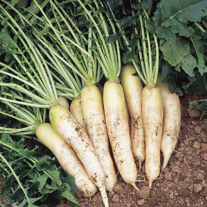 Minowase Daikon Radish Seeds for Planting – Heirloom Non-GMO Crisp Root Vegetable Seeds with High Germination for Organic Gardens