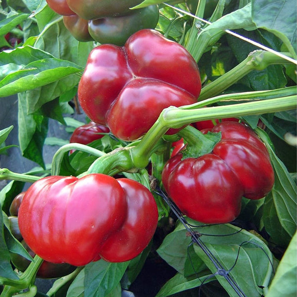 Nora Pepper Seeds for Planting – Heirloom Non-GMO Mild Sweet Chili Vegetable Seeds with High Germination for Organic Gardens