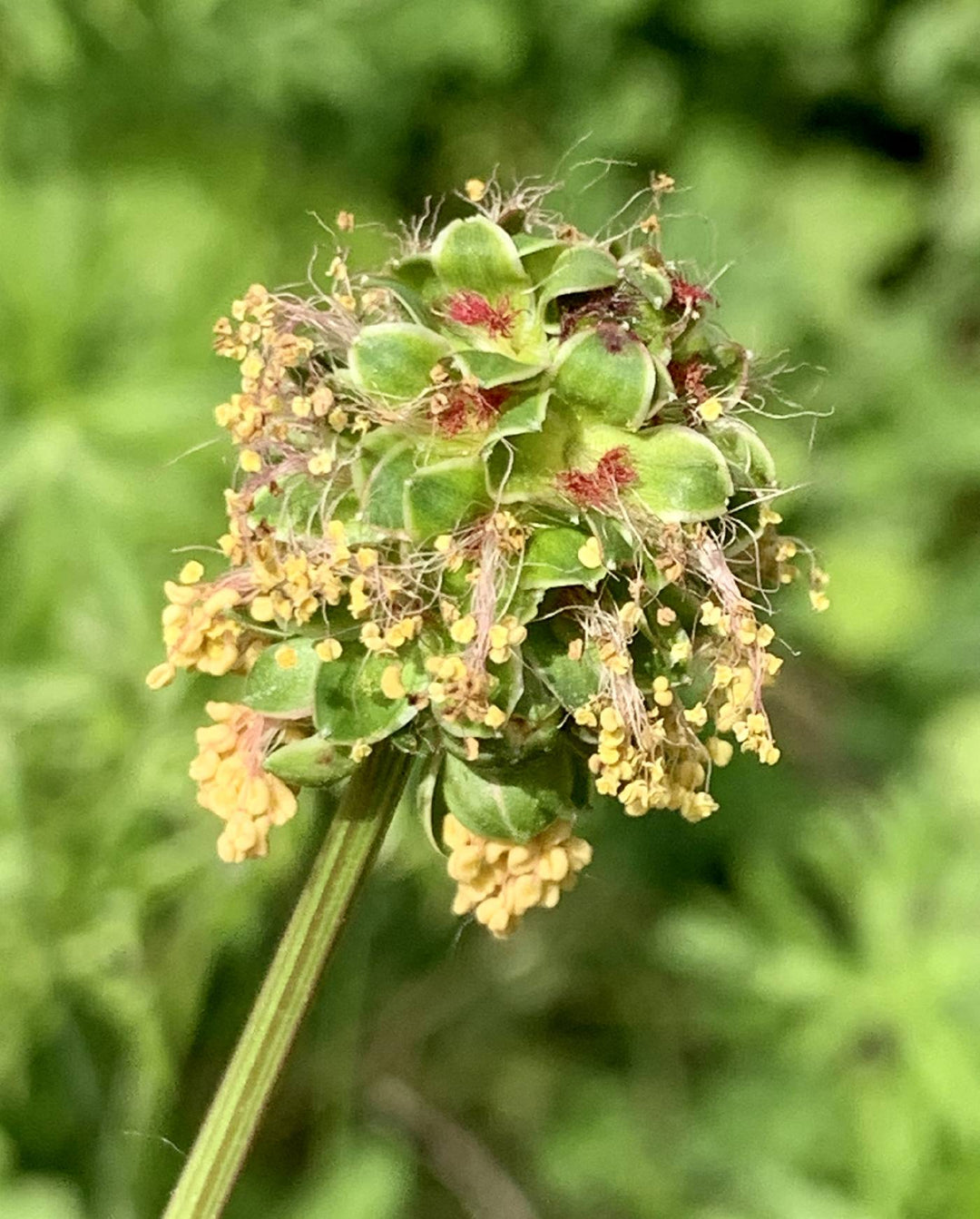 Flower Seeds, Seeds,Seeds For Planting,Plant Seeds