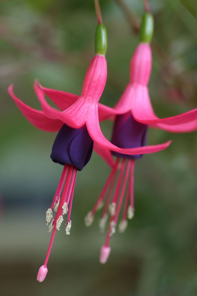 Red Purple Fuchsia Flower Seeds for Planting – Heirloom, Non-GMO, High Germination Organic Garden Seeds