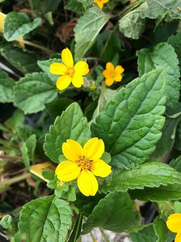 Yellow Perennial Flower Seeds for Planting – Premium Quality, Heirloom & Non-GMO for Home Garden