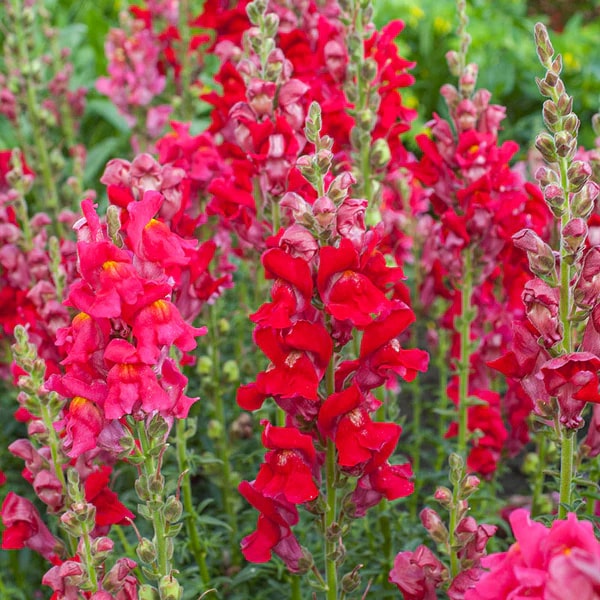 Light Red Antirrhinum Flower Seeds for Planting – Heirloom, Non-GMO, High Germination Cut Flower Variety