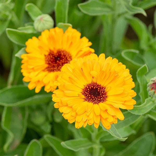 Flower Seeds, Seeds,Seeds For Planting,Plant Seeds