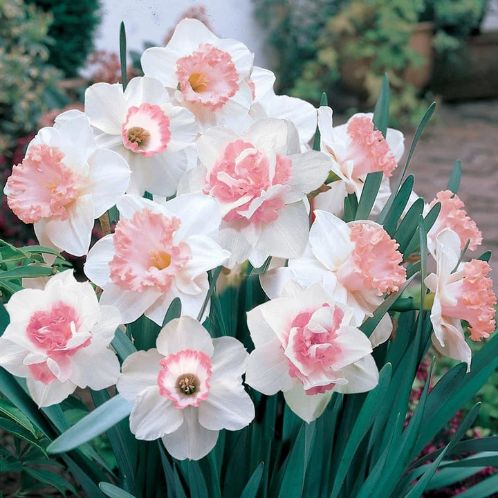 Soft Pink Daffodil Flower Seeds for Planting – Heirloom, Non-GMO, High Germination Organic Garden Seeds
