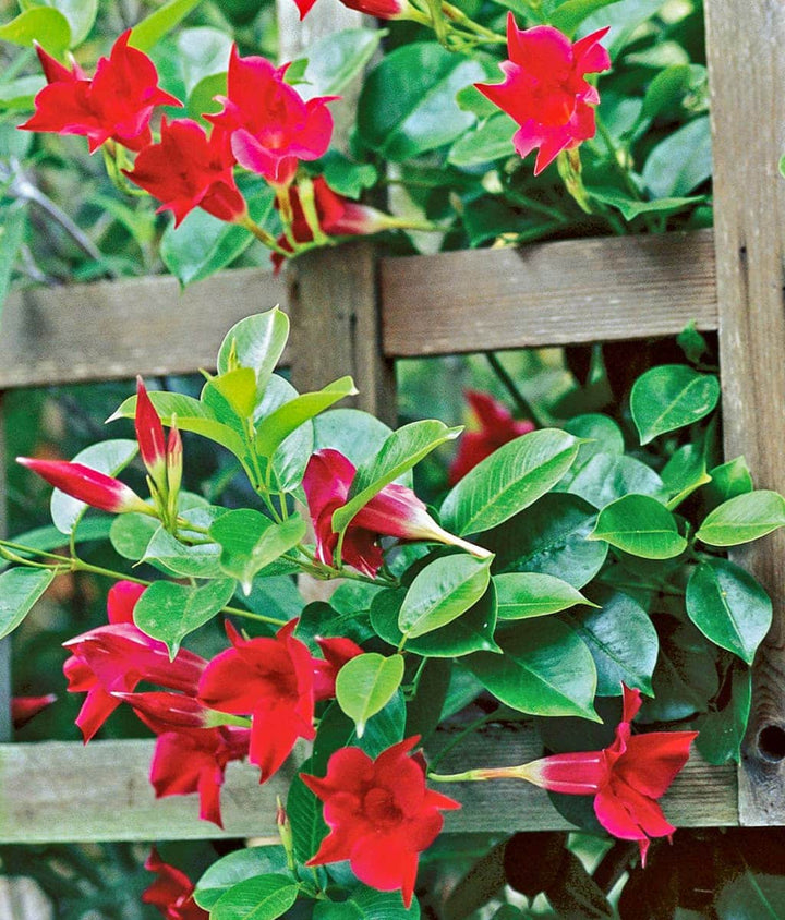 Red Mandevilla Flower seeds for Planting – Seasonal Bloomer, Heirloom & GMO Free Seeds for Home Garden