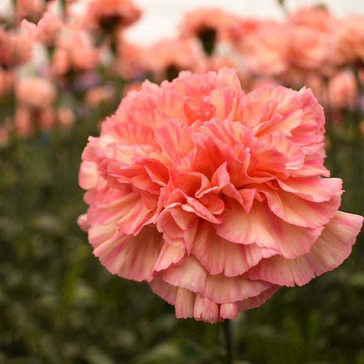 Orange Carnation Flower Seeds for Planting – Heirloom, Non-GMO, Compact High Germination Seeds