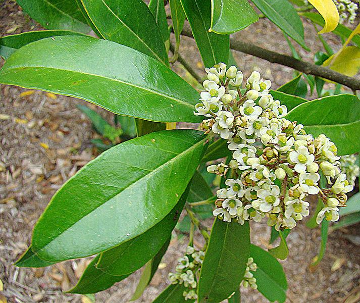 White Ilex Paraguayensis Plant Seeds for Planting – Heirloom & Non-GMO Garden seeds, hardy evergreen shrub for gardens