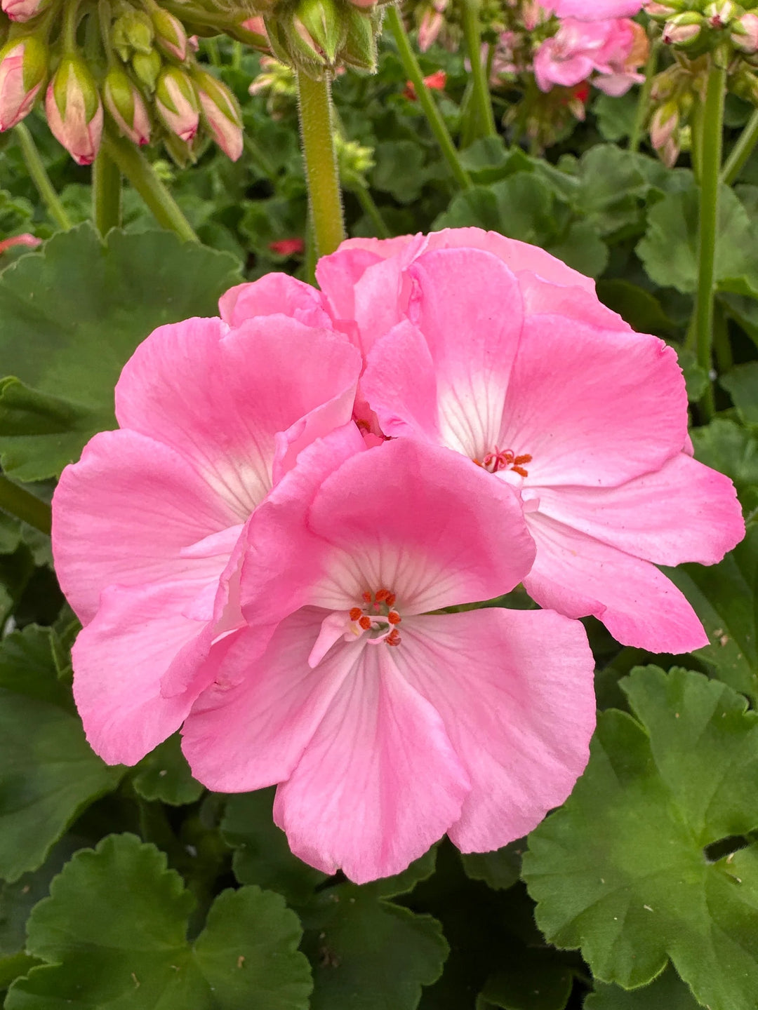 Light Pink Climbing Geranium Flower Seeds for Planting – Long Bloom Season, Heirloom, Non-GMO, High Germination Organic Garden Seeds