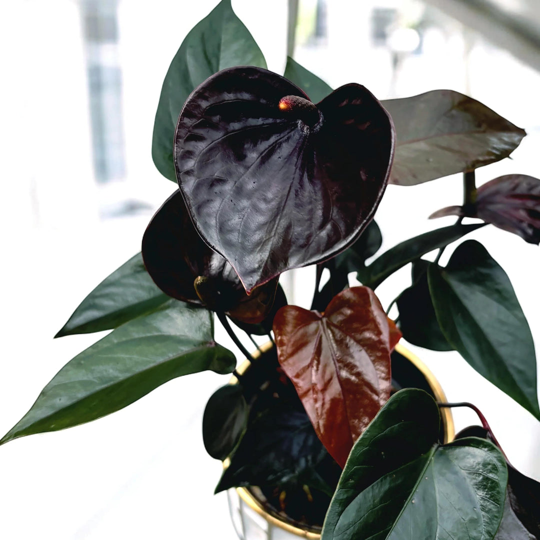 Black Anthurium Flower Seeds for Planting – Shade Tolerant, Heirloom & Non-GMO Organic Garden Seeds