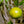 Yellow Sweet Lime Fruit seeds – Heirloom, Non-GMO seeds for Planting Refreshing Citrus Garden Fruits