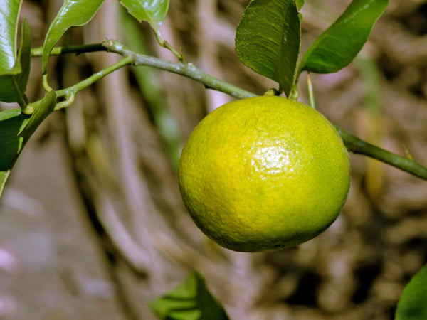Yellow Sweet Lime Fruit seeds – Heirloom, Non-GMO seeds for Planting Refreshing Citrus Garden Fruits