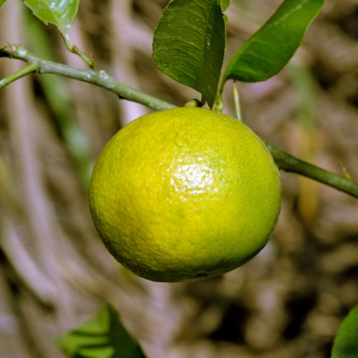 Sweet Cherry Lime fruit seeds for planting - Heirloom & Non-GMO Garden seeds