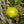 Aegle Marmelos fruit seeds for planting - Heirloom & Non-GMO Garden seeds