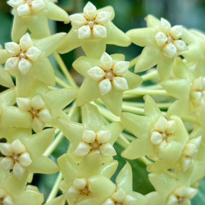 Mint Green Hoya Carnosa Flower Seeds – Heirloom Non-GMO Seeds for Planting, Pollinator Friendly