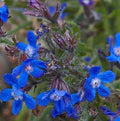 Anchusa Flower Seeds for Planting – Drought Tolerant, Heirloom, Non-GMO