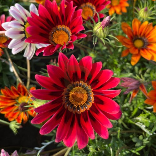 Giant Gazania Flower Seeds for Planting – Heirloom Non-GMO, High Germination Organic Garden Seeds