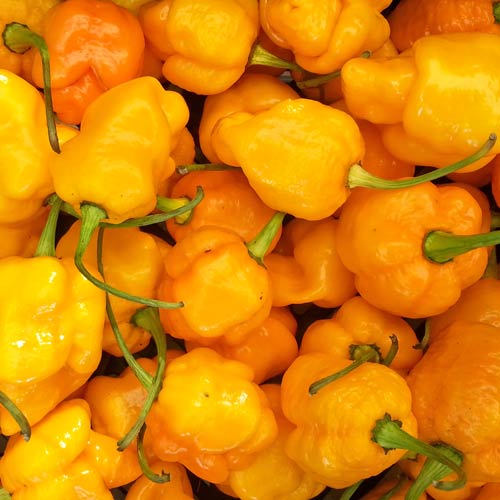 Yellow Brain Strain Pepper Seeds – Heirloom Non-GMO Super Hot Seeds for Planting, Organic Garden Seeds, High Germination