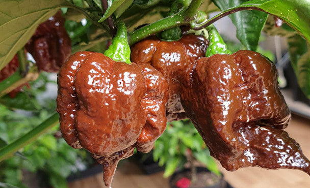 Chocolate Bubblegum Pepper Seeds for Planting – Heirloom Non-GMO Unique Spicy Vegetable Seeds with High Germination