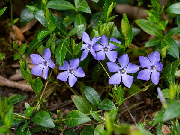 Periwinkle Vinca Dark Purple Flower Seeds for Planting – Heirloom Non-GMO, High Germination Organic Garden Seeds