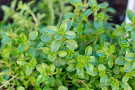Common Thyme Herb Seeds for Planting – Heirloom, Non-GMO Culinary & Medicinal Garden Essential