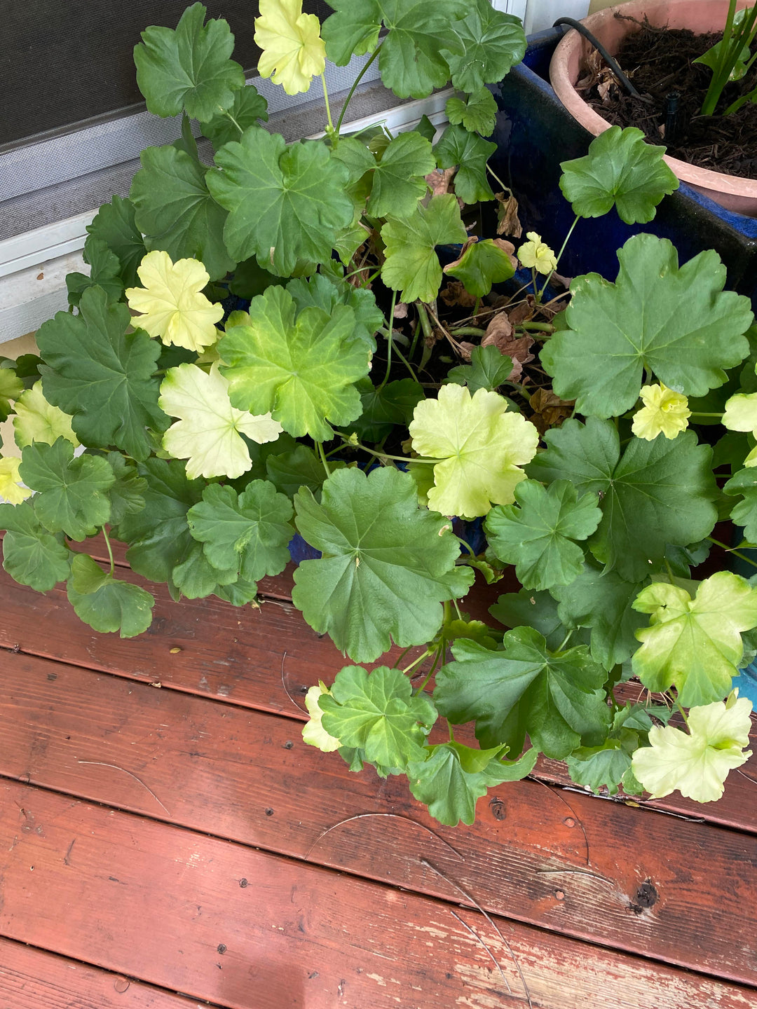 Light Green Aquilegia Flower Seeds for Planting – Easy-Grow Heirloom, Non-GMO, High Germination Seeds